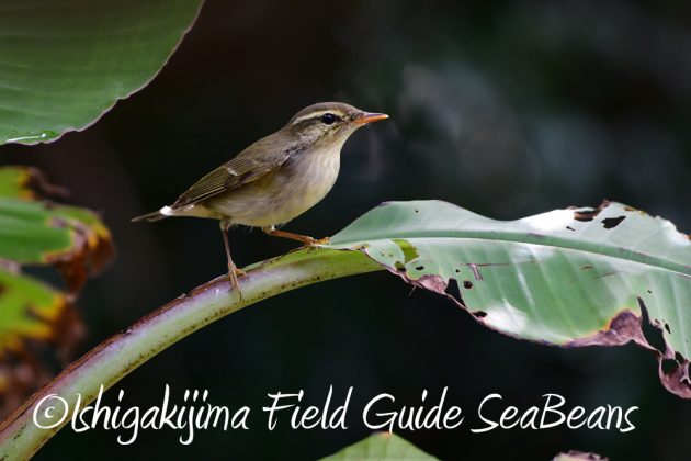 10%e6%9c%8811%e6%97%a5%e7%9f%b3%e5%9e%a3%e5%b3%b6%e3%83%90%e3%83%bc%e3%83%89%e3%82%a6%e3%82%aa%e3%83%83%e3%83%81%e3%83%b3%e3%82%b0%e3%82%ac%e3%82%a4%e3%83%8911