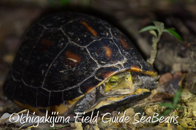 10%e6%9c%8822%e6%97%a5%e7%9f%b3%e5%9e%a3%e5%b3%b6%e3%83%8a%e3%82%a4%e3%83%88%e3%83%84%e3%82%a2%e3%83%bc14