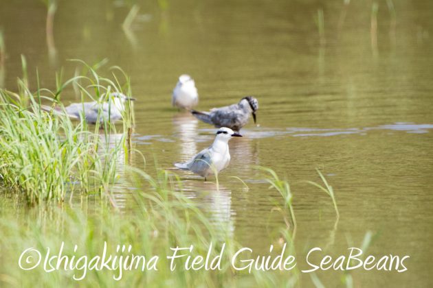 10%e6%9c%8811%e6%97%a5%e7%9f%b3%e5%9e%a3%e5%b3%b6%e3%83%90%e3%83%bc%e3%83%89%e3%82%a6%e3%82%aa%e3%83%83%e3%83%81%e3%83%b3%e3%82%b0%e3%82%ac%e3%82%a4%e3%83%8915