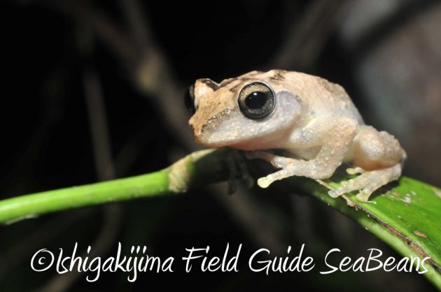 10%e6%9c%881%e6%97%a5%e7%9f%b3%e5%9e%a3%e5%b3%b6%e3%83%8a%e3%82%a4%e3%83%88%e3%83%84%e3%82%a2%e3%83%bc21