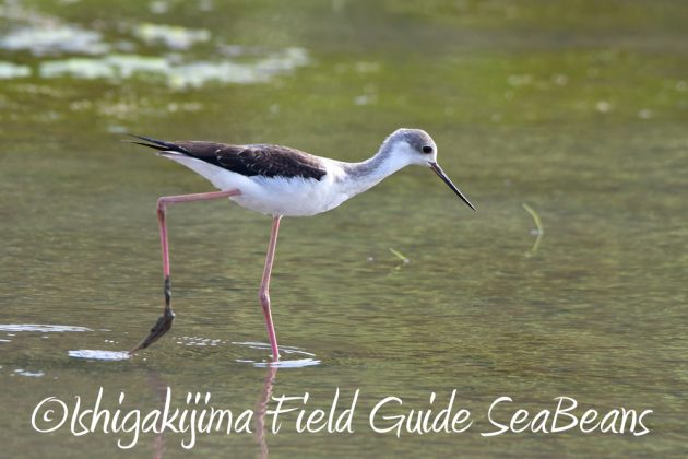 10%e6%9c%8821%e6%97%a5%e7%9f%b3%e5%9e%a3%e5%b3%b6%e3%83%90%e3%83%bc%e3%83%89%e3%82%a6%e3%82%aa%e3%83%83%e3%83%81%e3%83%b3%e3%82%b0%ef%bc%86%e9%87%8e%e9%b3%a5%e6%92%ae%e5%bd%b1%e3%82%ac%e3%82%a4