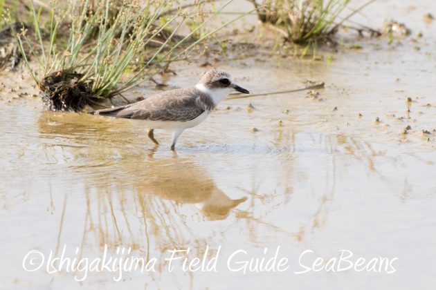 10%e6%9c%8811%e6%97%a5%e7%9f%b3%e5%9e%a3%e5%b3%b6%e3%83%90%e3%83%bc%e3%83%89%e3%82%a6%e3%82%aa%e3%83%83%e3%83%81%e3%83%b3%e3%82%b0%e3%82%ac%e3%82%a4%e3%83%893