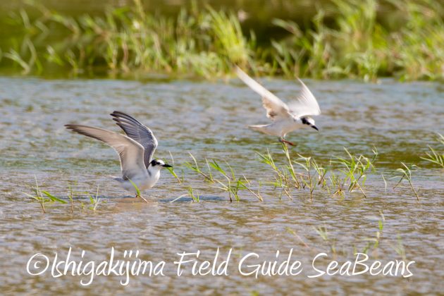 10%e6%9c%8822%e6%97%a5%e7%9f%b3%e5%9e%a3%e5%b3%b6%e3%83%90%e3%83%bc%e3%83%89%e3%82%a6%e3%82%aa%e3%83%83%e3%83%81%e3%83%b3%e3%82%b0%ef%bc%86%e9%87%8e%e9%b3%a5%e6%92%ae%e5%bd%b1%e3%82%ac%e3%82%a4