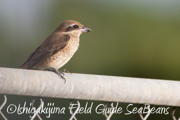 10%e6%9c%8814%e6%97%a5%e7%9f%b3%e5%9e%a3%e5%b3%b6%e3%83%90%e3%83%bc%e3%83%89%e3%82%a6%e3%82%aa%e3%83%83%e3%83%81%e3%83%b3%e3%82%b0%ef%bc%86%e9%87%8e%e9%b3%a5%e6%92%ae%e5%bd%b1%e3%82%ac%e3%82%a4