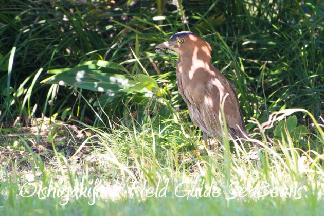 10-2%e7%9f%b3%e5%9e%a3%e5%b3%b6%e3%83%90%e3%83%bc%e3%83%89%e3%82%a6%e3%82%aa%e3%83%83%e3%83%81%e3%83%b3%e3%82%b0%ef%bc%86%e9%87%8e%e9%b3%a5%e6%92%ae%e5%bd%b1%e3%82%ac%e3%82%a4%e3%83%899