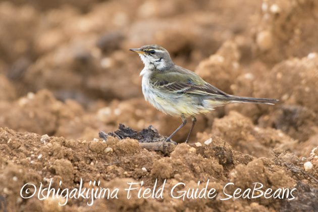 10%e6%9c%888%e6%97%a5%e7%9f%b3%e5%9e%a3%e5%b3%b6%e3%83%90%e3%83%bc%e3%83%89%e3%82%a6%e3%82%aa%e3%83%83%e3%83%81%e3%83%b3%e3%82%b0%ef%bc%86%e9%87%8e%e9%b3%a5%e6%92%ae%e5%bd%b1%e3%82%ac%e3%82%a4