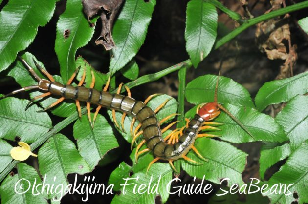 10%e6%9c%8820%e6%97%a5%e3%83%8a%e3%82%a4%e3%83%88%e3%83%84%e3%82%a2%e3%83%bc%e7%9f%b3%e5%9e%a3%e5%b3%b610