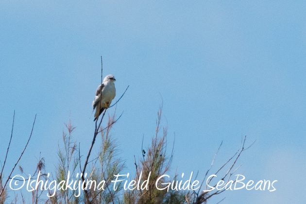 10%e6%9c%8812%e6%97%a5%e7%9f%b3%e5%9e%a3%e5%b3%b6%e3%83%90%e3%83%bc%e3%83%89%e3%82%a6%e3%82%aa%e3%83%83%e3%83%81%e3%83%b3%e3%82%b0%e3%82%ac%e3%82%a4%e3%83%8912