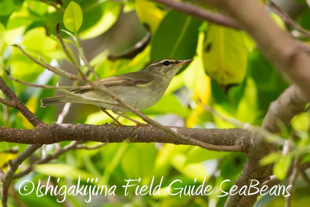 10%e6%9c%888%e6%97%a5%e7%9f%b3%e5%9e%a3%e5%b3%b6%e3%83%90%e3%83%bc%e3%83%89%e3%82%a6%e3%82%aa%e3%83%83%e3%83%81%e3%83%b3%e3%82%b0%ef%bc%86%e9%87%8e%e9%b3%a5%e6%92%ae%e5%bd%b1%e3%82%ac%e3%82%a4