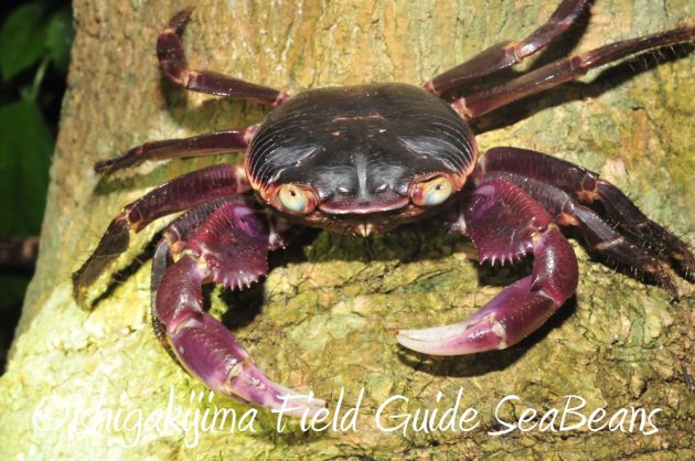 10%e6%9c%8820%e6%97%a5%e3%83%8a%e3%82%a4%e3%83%88%e3%83%84%e3%82%a2%e3%83%bc%e7%9f%b3%e5%9e%a3%e5%b3%b65