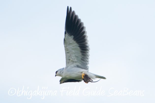 10%e6%9c%8817%e6%97%a5%e3%83%90%e3%83%bc%e3%83%89%e3%82%a6%e3%82%aa%e3%83%83%e3%83%81%e3%83%b3%e3%82%b0%ef%bc%86%e9%87%8e%e9%b3%a5%e6%92%ae%e5%bd%b1%e3%82%ac%e3%82%a4%e3%83%8915