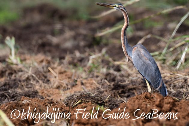 10%e6%9c%883%e6%97%a5%e7%9f%b3%e5%9e%a3%e5%b3%b6%e3%83%90%e3%83%bc%e3%83%89%e3%82%a6%e3%82%aa%e3%83%83%e3%83%81%e3%83%b3%e3%82%b0%ef%bc%86%e9%87%8e%e9%b3%a5%e6%92%ae%e5%bd%b1%e3%82%ac%e3%82%a4