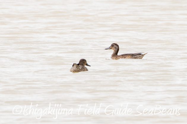 10%e6%9c%887%e6%97%a5%e7%9f%b3%e5%9e%a3%e5%b3%b6%e3%83%90%e3%83%bc%e3%83%89%e3%82%a6%e3%82%aa%e3%83%83%e3%83%81%e3%83%b3%e3%82%b0%ef%bc%86%e9%87%8e%e9%b3%a5%e6%92%ae%e5%bd%b1%e3%82%ac%e3%82%a4