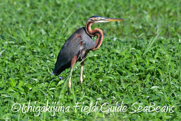 10%e6%9c%8823%e6%97%a5%e7%9f%b3%e5%9e%a3%e5%b3%b6%e3%83%90%e3%83%bc%e3%83%89%e3%82%a6%e3%82%aa%e3%83%83%e3%83%81%e3%83%b3%e3%82%b0%ef%bc%86%e9%87%8e%e9%b3%a5%e6%92%ae%e5%bd%b1%e3%82%ac%e3%82%a4