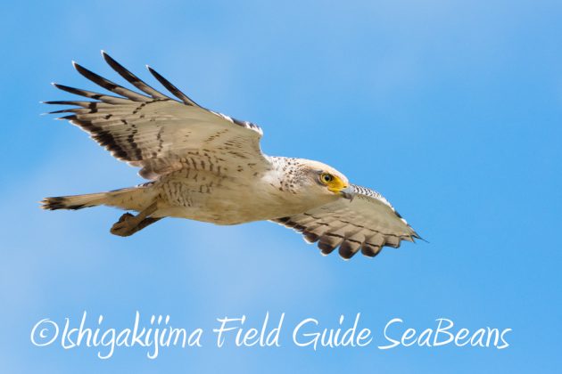 10%e6%9c%8816%e6%97%a5%e7%9f%b3%e5%9e%a3%e5%b3%b6%e9%87%8e%e9%b3%a5%e6%92%ae%e5%bd%b1%e3%82%ac%e3%82%a4%e3%83%8911