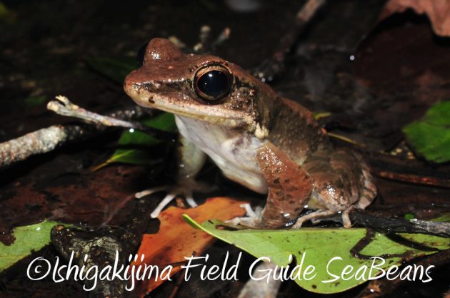 10%e6%9c%881%e6%97%a5%e7%9f%b3%e5%9e%a3%e5%b3%b6%e3%83%8a%e3%82%a4%e3%83%88%e3%83%84%e3%82%a2%e3%83%bc9