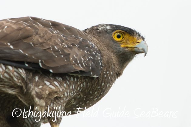 10%e6%9c%8817%e6%97%a5%e3%83%90%e3%83%bc%e3%83%89%e3%82%a6%e3%82%aa%e3%83%83%e3%83%81%e3%83%b3%e3%82%b0%ef%bc%86%e9%87%8e%e9%b3%a5%e6%92%ae%e5%bd%b1%e3%82%ac%e3%82%a4%e3%83%894