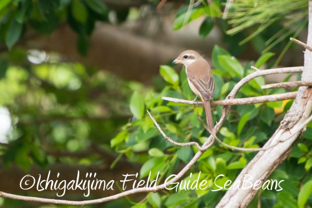 10%e6%9c%8813%e6%97%a5%e7%9f%b3%e5%9e%a3%e5%b3%b6%e3%83%90%e3%83%bc%e3%83%89%e3%82%a6%e3%82%aa%e3%83%83%e3%83%81%e3%83%b3%e3%82%b0%e3%82%ac%e3%82%a4%e3%83%8918