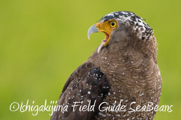 10%e6%9c%886%e6%97%a5%e7%9f%b3%e5%9e%a3%e5%b3%b6%e3%83%90%e3%83%bc%e3%83%89%e3%82%a6%e3%82%aa%e3%83%83%e3%83%81%e3%83%b3%e3%82%b0%ef%bc%86%e9%87%8e%e9%b3%a5%e6%92%ae%e5%bd%b1%e3%82%ac%e3%82%a4