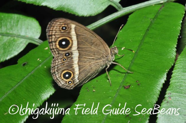 10%e6%9c%882%e6%97%a5%e7%9f%b3%e5%9e%a3%e5%b3%b6%e3%83%8a%e3%82%a4%e3%83%88%e3%83%84%e3%82%a2%e3%83%bc18