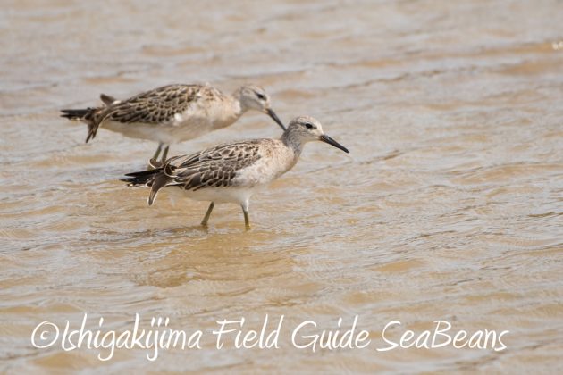 10%e6%9c%883%e6%97%a5%e7%9f%b3%e5%9e%a3%e5%b3%b6%e3%83%90%e3%83%bc%e3%83%89%e3%82%a6%e3%82%aa%e3%83%83%e3%83%81%e3%83%b3%e3%82%b0%ef%bc%86%e9%87%8e%e9%b3%a5%e6%92%ae%e5%bd%b1%e3%82%ac%e3%82%a4