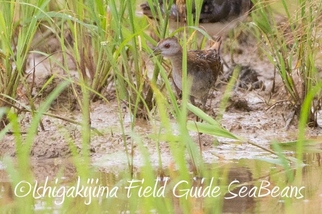 10%e6%9c%887%e6%97%a5%e7%9f%b3%e5%9e%a3%e5%b3%b6%e3%83%90%e3%83%bc%e3%83%89%e3%82%a6%e3%82%aa%e3%83%83%e3%83%81%e3%83%b3%e3%82%b0%ef%bc%86%e9%87%8e%e9%b3%a5%e6%92%ae%e5%bd%b1%e3%82%ac%e3%82%a4