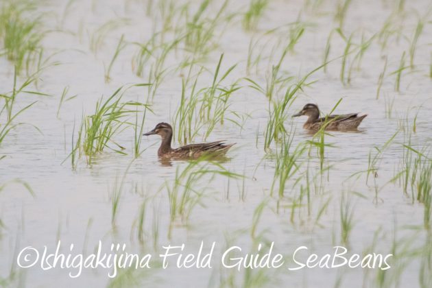 10%e6%9c%888%e6%97%a5%e7%9f%b3%e5%9e%a3%e5%b3%b6%e3%83%90%e3%83%bc%e3%83%89%e3%82%a6%e3%82%aa%e3%83%83%e3%83%81%e3%83%b3%e3%82%b0%ef%bc%86%e9%87%8e%e9%b3%a5%e6%92%ae%e5%bd%b1%e3%82%ac%e3%82%a4