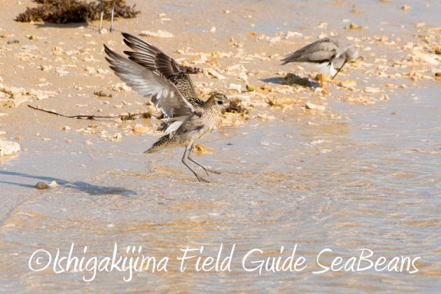 10%e6%9c%8823%e6%97%a5%e7%9f%b3%e5%9e%a3%e5%b3%b6%e3%83%90%e3%83%bc%e3%83%89%e3%82%a6%e3%82%aa%e3%83%83%e3%83%81%e3%83%b3%e3%82%b0%ef%bc%86%e9%87%8e%e9%b3%a5%e6%92%ae%e5%bd%b1%e3%82%ac%e3%82%a4