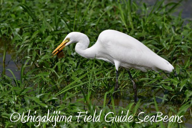 10%e6%9c%8823%e6%97%a5%e7%9f%b3%e5%9e%a3%e5%b3%b6%e3%83%90%e3%83%bc%e3%83%89%e3%82%a6%e3%82%aa%e3%83%83%e3%83%81%e3%83%b3%e3%82%b0%ef%bc%86%e9%87%8e%e9%b3%a5%e6%92%ae%e5%bd%b1%e3%82%ac%e3%82%a4