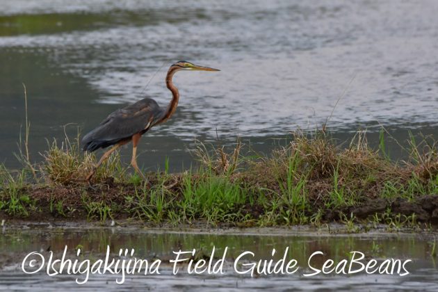 10%e6%9c%8822%e6%97%a5%e7%9f%b3%e5%9e%a3%e5%b3%b6%e3%83%90%e3%83%bc%e3%83%89%e3%82%a6%e3%82%aa%e3%83%83%e3%83%81%e3%83%b3%e3%82%b0%ef%bc%86%e9%87%8e%e9%b3%a5%e6%92%ae%e5%bd%b1%e3%82%ac%e3%82%a4