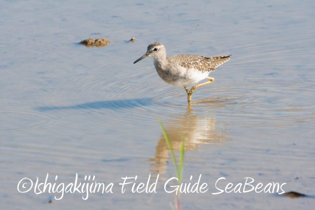 10%e6%9c%8812%e6%97%a5%e7%9f%b3%e5%9e%a3%e5%b3%b6%e3%83%90%e3%83%bc%e3%83%89%e3%82%a6%e3%82%aa%e3%83%83%e3%83%81%e3%83%b3%e3%82%b0%e3%82%ac%e3%82%a4%e3%83%894