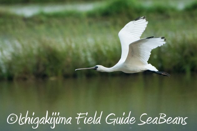 10%e6%9c%8817%e6%97%a5%e7%9f%b3%e5%9e%a3%e5%b3%b6%e3%83%90%e3%83%bc%e3%83%89%e3%82%a6%e3%82%aa%e3%83%83%e3%83%81%e3%83%b3%e3%82%b0%e3%82%ac%e3%82%a4%e3%83%897