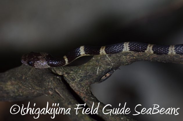 10%e6%9c%8821%e6%97%a5%e7%9f%b3%e5%9e%a3%e5%b3%b6%e3%83%8a%e3%82%a4%e3%83%88%e3%83%84%e3%82%a2%e3%83%bc15