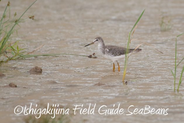 10%e6%9c%8815%e6%97%a5%e7%9f%b3%e5%9e%a3%e5%b3%b6%e3%83%90%e3%83%bc%e3%83%89%e3%82%a6%e3%82%aa%e3%83%83%e3%83%81%e3%83%b3%e3%82%b0%ef%bc%86%e9%87%8e%e9%b3%a5%e6%92%ae%e5%bd%b1%e3%82%ac%e3%82%a4