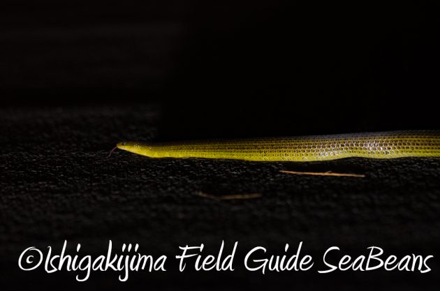 10%e6%9c%8830%e6%97%a5%e7%9f%b3%e5%9e%a3%e5%b3%b6%e3%83%8a%e3%82%a4%e3%83%88%e3%83%84%e3%82%a2%e3%83%bc12