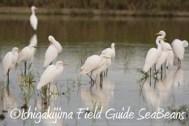 10%e6%9c%889%e6%97%a5%e7%9f%b3%e5%9e%a3%e5%b3%b6%e3%83%90%e3%83%bc%e3%83%89%e3%82%a6%e3%82%aa%e3%83%83%e3%83%81%e3%83%b3%e3%82%b0%ef%bc%86%e9%87%8e%e9%b3%a5%e8%a6%b3%e5%af%9f%e3%82%ac%e3%82%a4