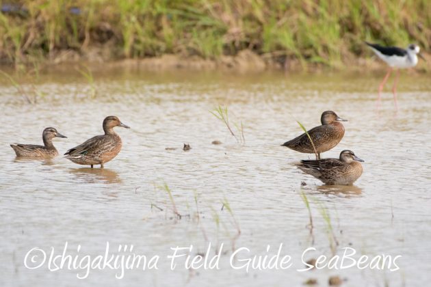 10-2%e7%9f%b3%e5%9e%a3%e5%b3%b6%e3%83%90%e3%83%bc%e3%83%89%e3%82%a6%e3%82%aa%e3%83%83%e3%83%81%e3%83%b3%e3%82%b0%ef%bc%86%e9%87%8e%e9%b3%a5%e6%92%ae%e5%bd%b1%e3%82%ac%e3%82%a4%e3%83%898