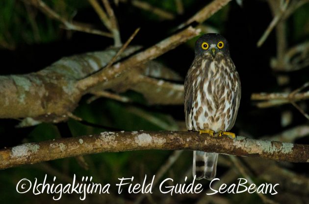 10%e6%9c%8821%e6%97%a5%e7%9f%b3%e5%9e%a3%e5%b3%b6%e3%83%8a%e3%82%a4%e3%83%88%e3%83%84%e3%82%a2%e3%83%bc2