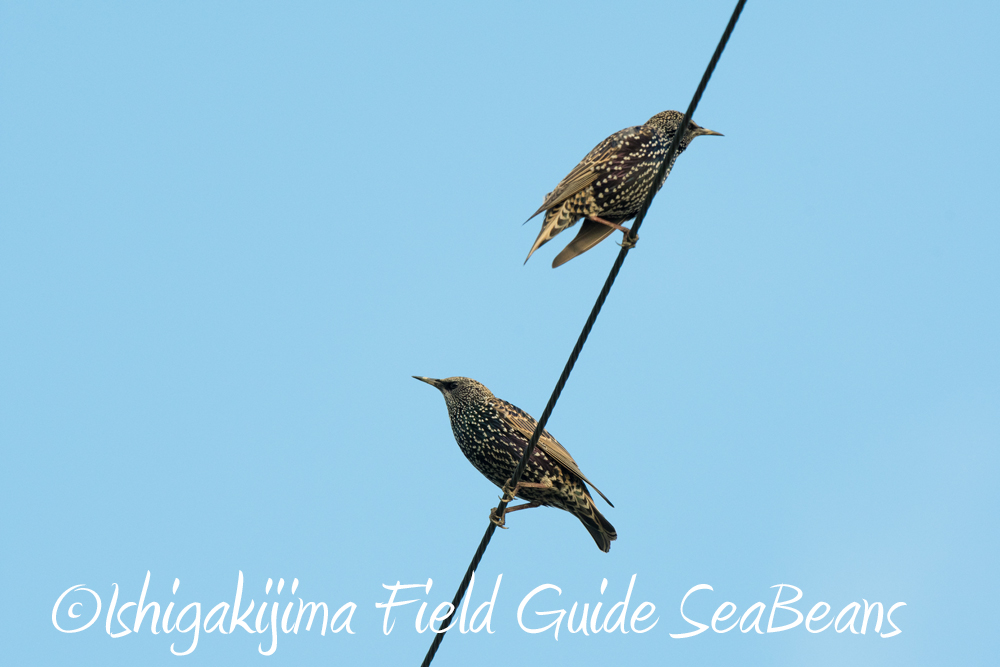 石垣島の野鳥と渡り鳥！！バードウオッチング＆野鳥撮影。