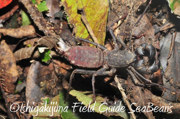 10%e6%9c%881%e6%97%a5%e7%9f%b3%e5%9e%a3%e5%b3%b6%e3%83%8a%e3%82%a4%e3%83%88%e3%83%84%e3%82%a2%e3%83%bc14