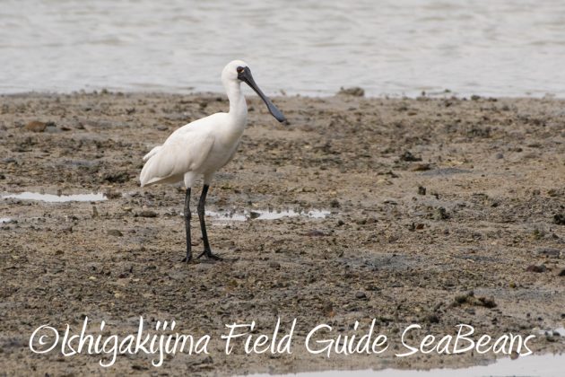 10%e6%9c%8813%e6%97%a5%e7%9f%b3%e5%9e%a3%e5%b3%b6%e3%83%90%e3%83%bc%e3%83%89%e3%82%a6%e3%82%aa%e3%83%83%e3%83%81%e3%83%b3%e3%82%b0%e3%82%ac%e3%82%a4%e3%83%899