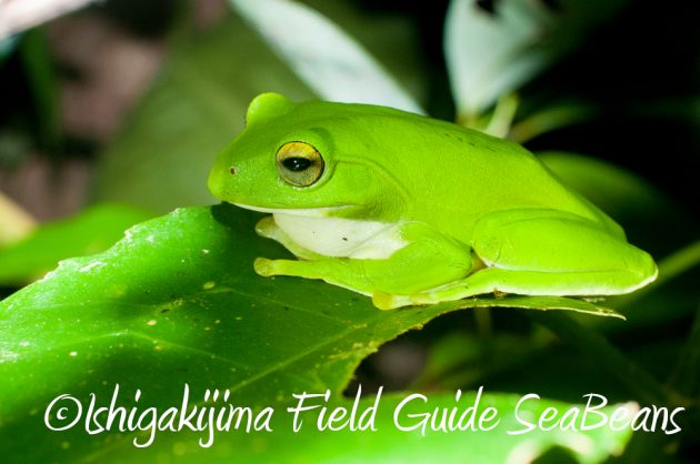 10%e6%9c%882%e6%97%a5%e7%9f%b3%e5%9e%a3%e5%b3%b6%e3%83%8a%e3%82%a4%e3%83%88%e3%83%84%e3%82%a2%e3%83%bc19