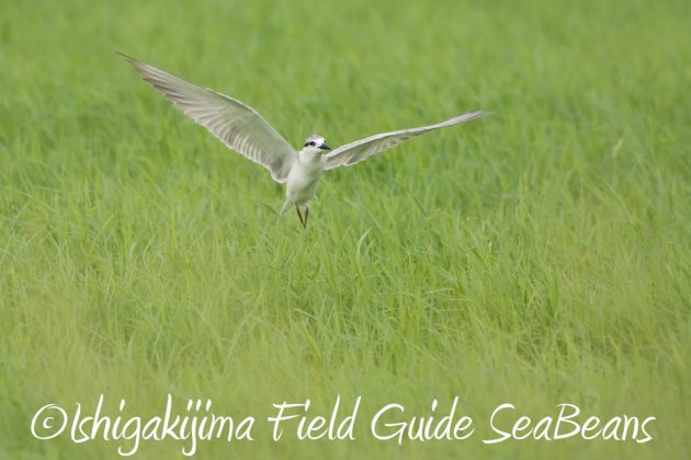 10%e6%9c%887%e6%97%a5%e7%9f%b3%e5%9e%a3%e5%b3%b6%e3%83%90%e3%83%bc%e3%83%89%e3%82%a6%e3%82%aa%e3%83%83%e3%83%81%e3%83%b3%e3%82%b0%ef%bc%86%e9%87%8e%e9%b3%a5%e6%92%ae%e5%bd%b1%e3%82%ac%e3%82%a4