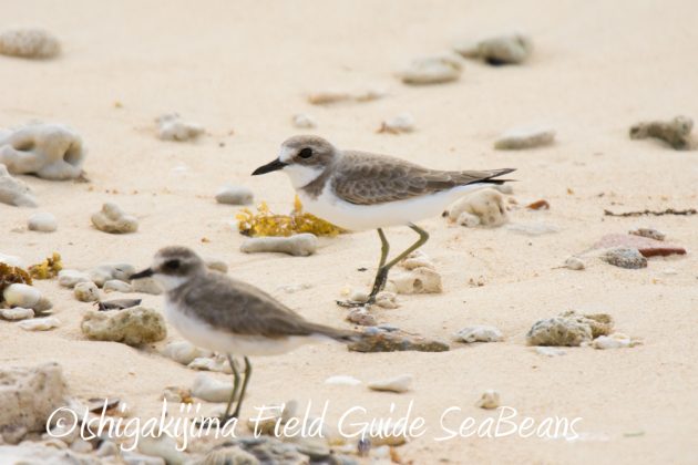 10%e6%9c%8820%e6%97%a5%e9%b3%a5%e7%8d%a3%e4%bf%9d%e8%ad%b7%e5%8c%ba%e5%9f%9f%e5%b7%a1%e5%9b%9e%e8%aa%bf%e6%9f%bb2