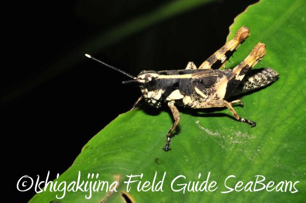 10%e6%9c%882%e6%97%a5%e7%9f%b3%e5%9e%a3%e5%b3%b6%e3%83%8a%e3%82%a4%e3%83%88%e3%83%84%e3%82%a2%e3%83%bc11