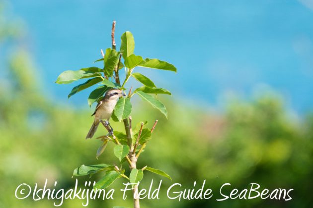 10%e6%9c%8823%e6%97%a5%e7%9f%b3%e5%9e%a3%e5%b3%b6%e3%83%90%e3%83%bc%e3%83%89%e3%82%a6%e3%82%aa%e3%83%83%e3%83%81%e3%83%b3%e3%82%b0%ef%bc%86%e9%87%8e%e9%b3%a5%e6%92%ae%e5%bd%b1%e3%82%ac%e3%82%a4