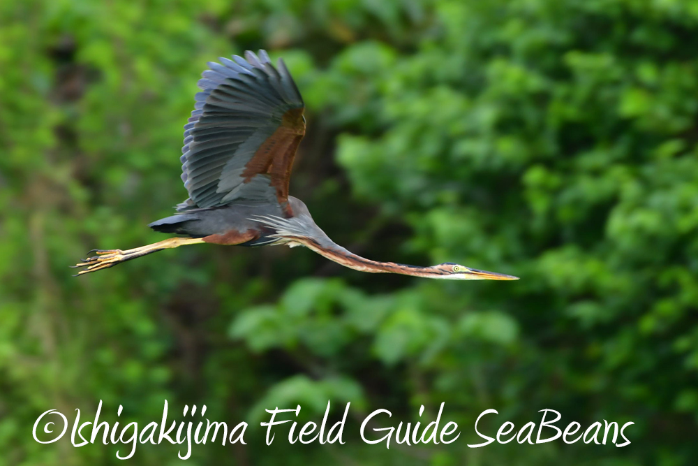 石垣島の野鳥たち。バードウオッチング＆野鳥撮影。