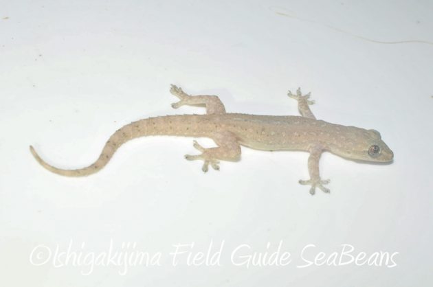 10%e6%9c%886%e6%97%a5%e7%9f%b3%e5%9e%a3%e5%b3%b6%e3%83%8a%e3%82%a4%e3%83%88%e3%83%84%e3%82%a2%e3%83%bc8