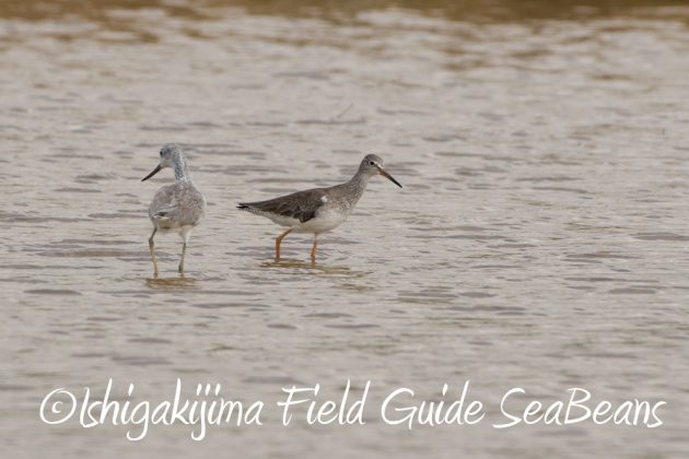 10%e6%9c%8821%e6%97%a5%e7%9f%b3%e5%9e%a3%e5%b3%b6%e3%83%90%e3%83%bc%e3%83%89%e3%82%a6%e3%82%aa%e3%83%83%e3%83%81%e3%83%b3%e3%82%b0%ef%bc%86%e9%87%8e%e9%b3%a5%e6%92%ae%e5%bd%b1%e3%82%ac%e3%82%a4