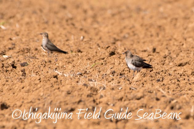 10%e6%9c%8822%e6%97%a5%e7%9f%b3%e5%9e%a3%e5%b3%b6%e3%83%90%e3%83%bc%e3%83%89%e3%82%a6%e3%82%aa%e3%83%83%e3%83%81%e3%83%b3%e3%82%b0%ef%bc%86%e9%87%8e%e9%b3%a5%e6%92%ae%e5%bd%b1%e3%82%ac%e3%82%a4